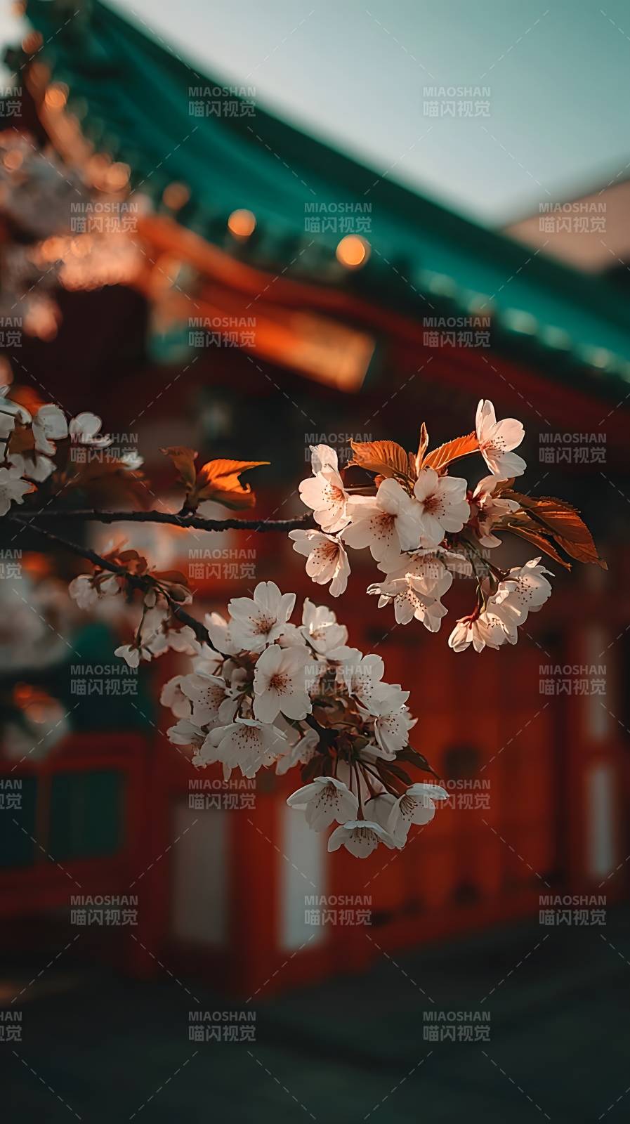 樱花映古庙图片