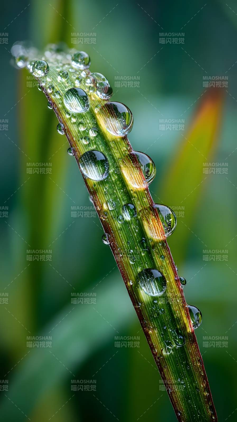 露珠凝翠叶图片