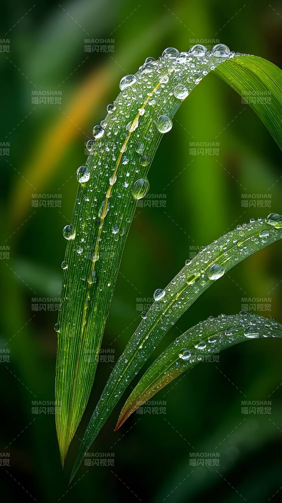 露珠叶上晶莹图片