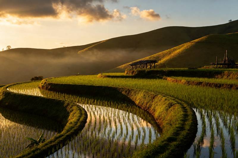 梯田晨曦图片