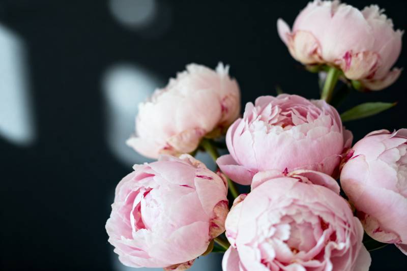 粉嫩牡丹绽放图片