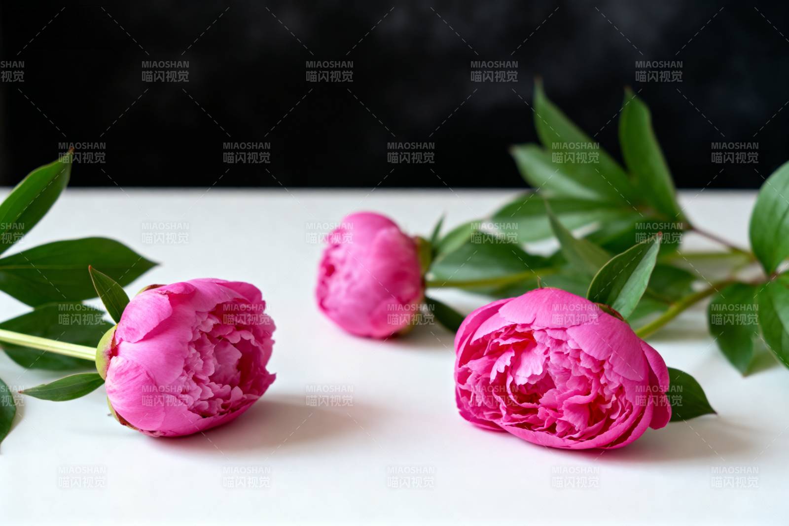 粉红牡丹静谧绽放图片