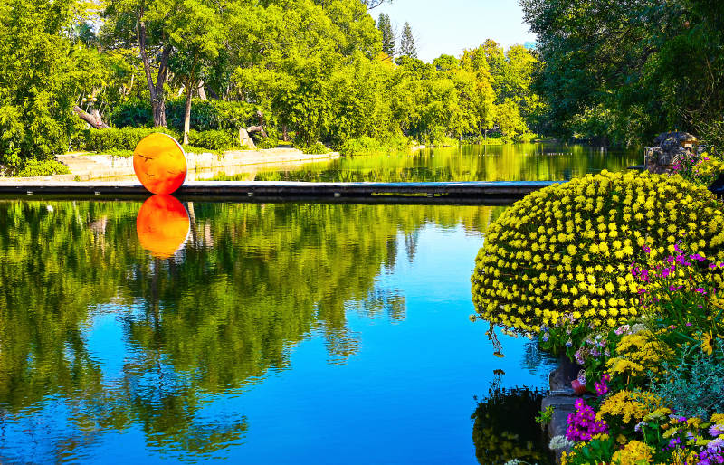 湖泊中菊花和橙色圆球的水面倒影图片