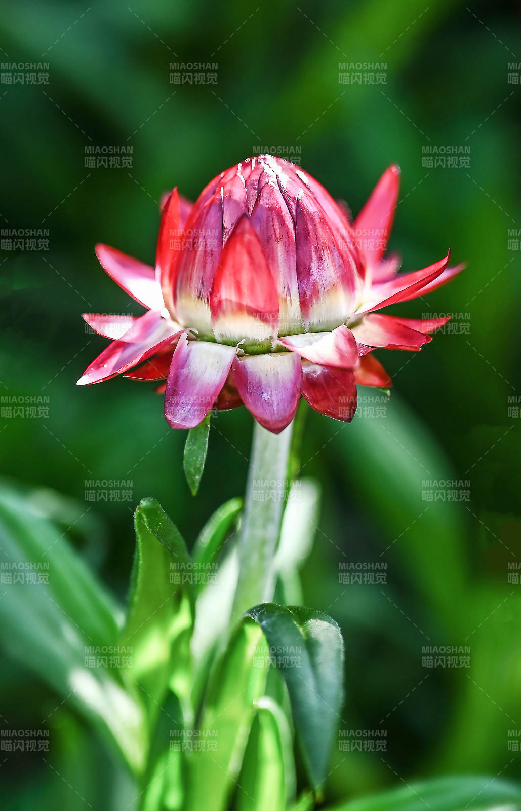 红色蜡菊花瓣上的光影图片