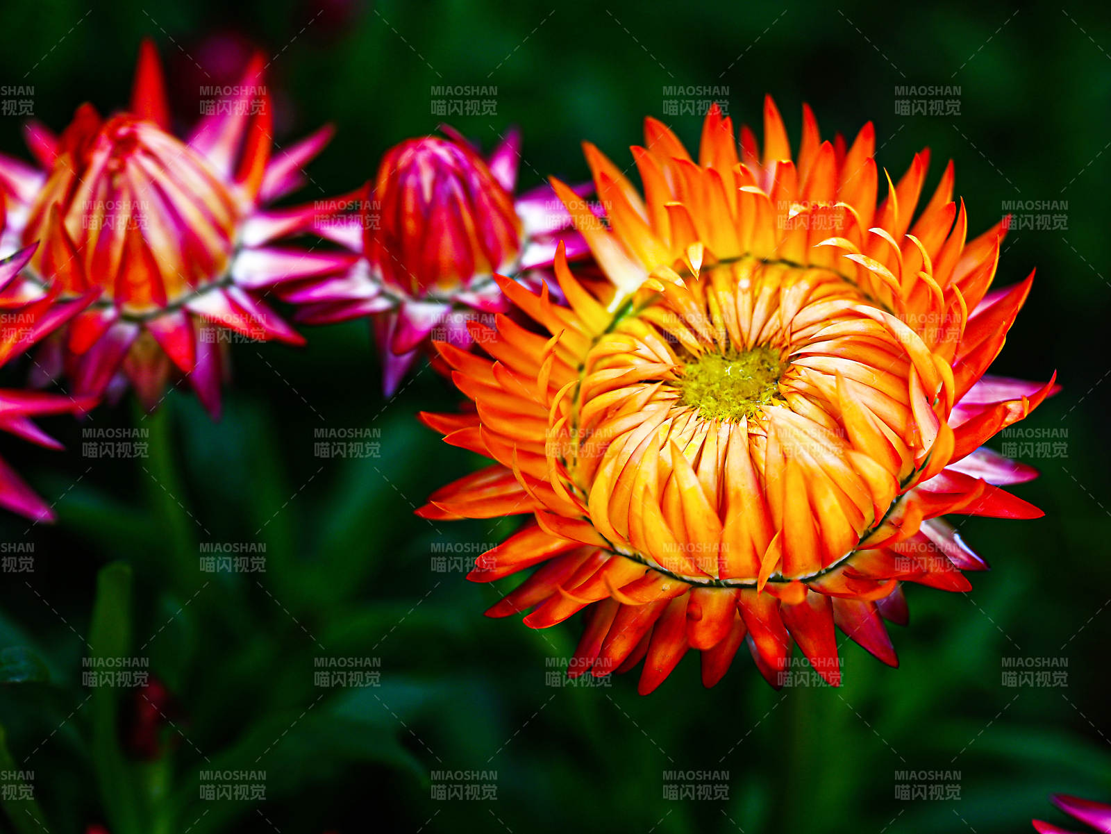 秋天绽放的橙色蜡菊特写图片