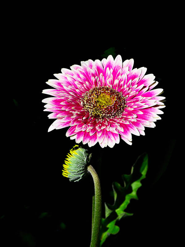 光影下粉白雏菊绽放图片