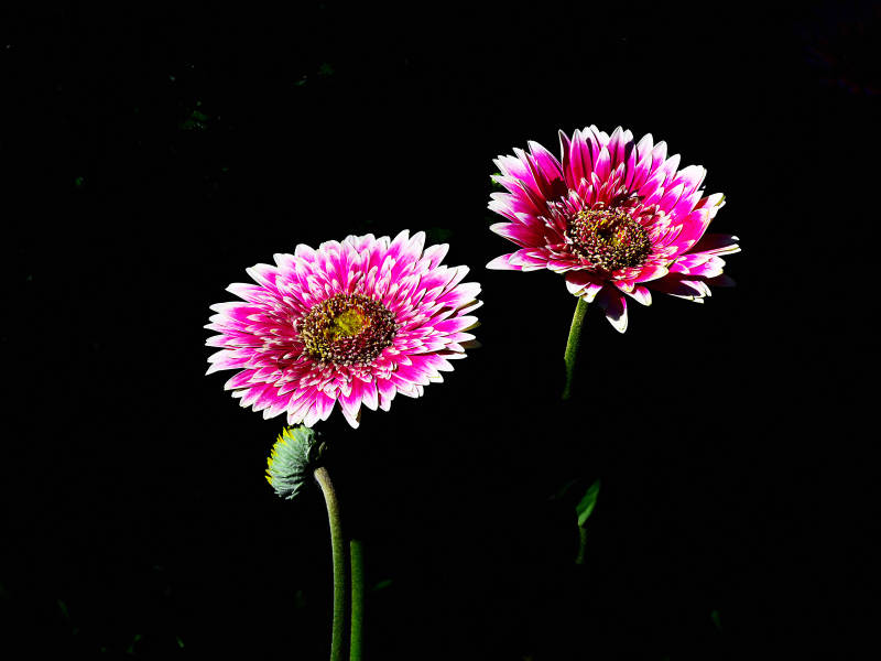 光影下粉白雏菊绽放图片