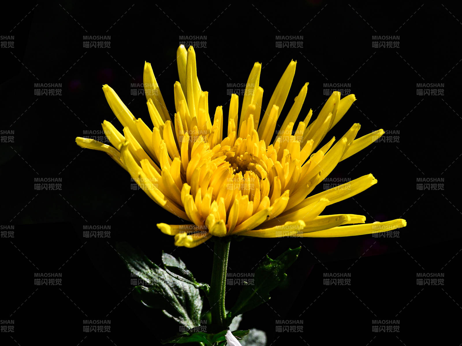 阳光下盛开的黄色菊花特写图片