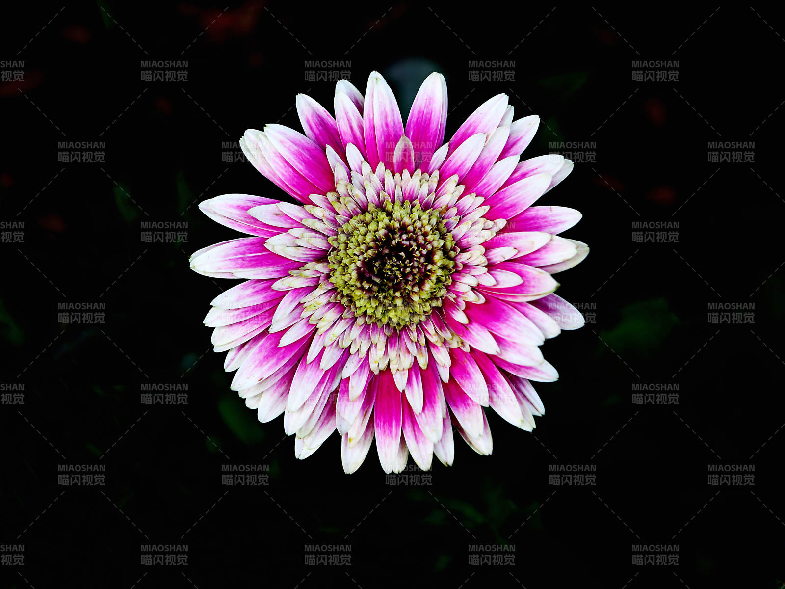 粉白雏菊绽放图片