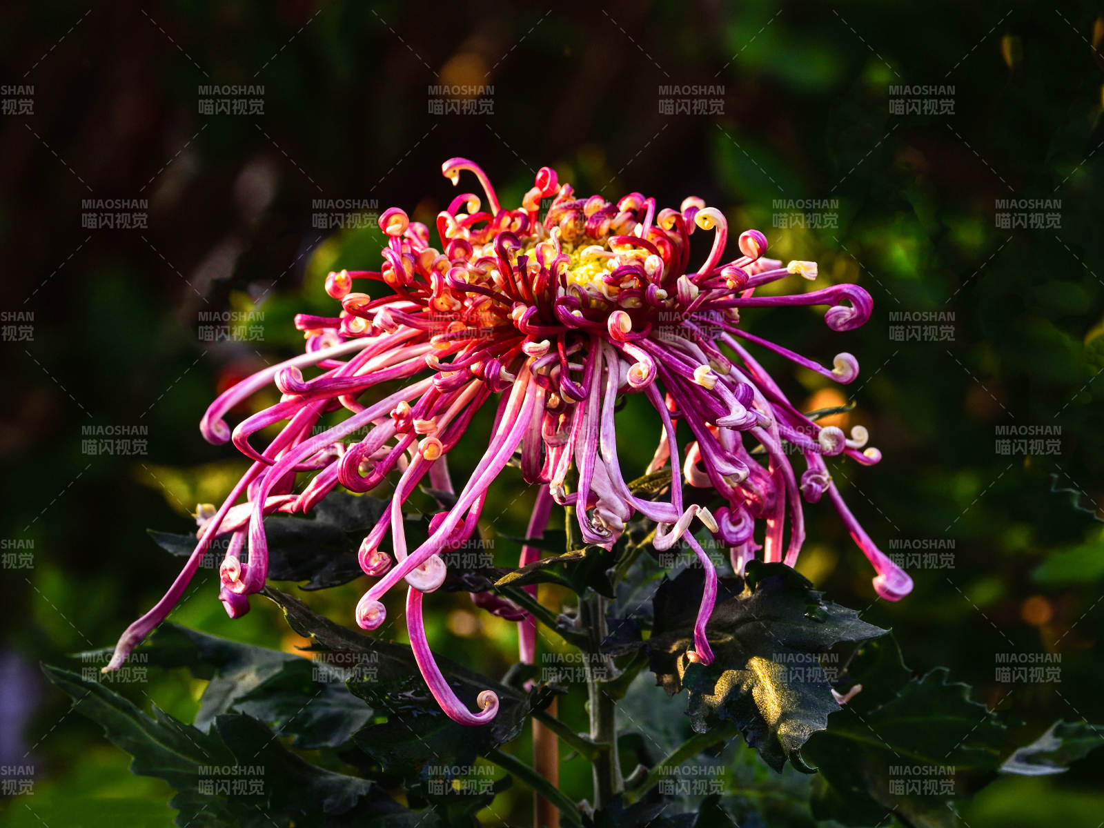 光影下粉紫色菊花特写图片
