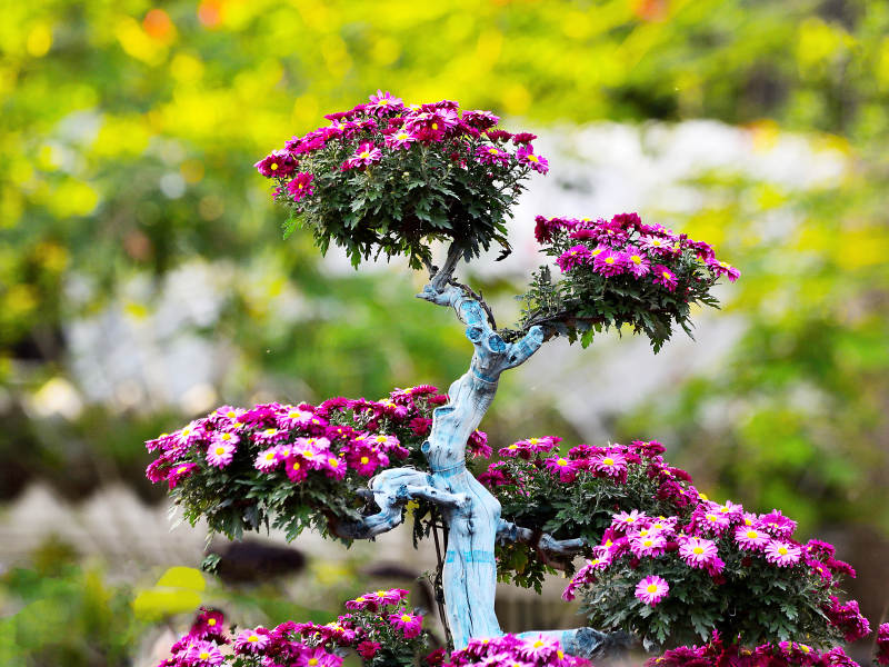 阳光下盛开的紫色菊花图片