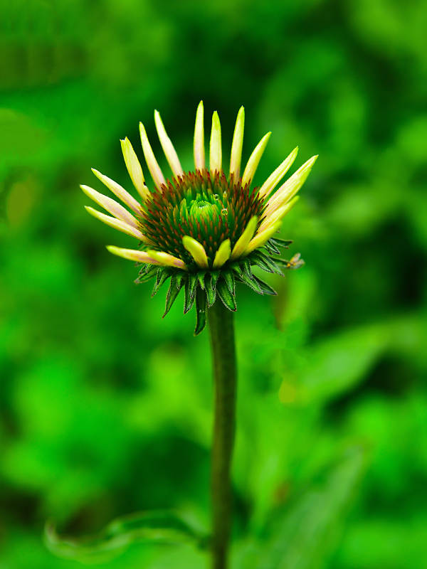 秋天初绽的松果菊花蕾特写图片