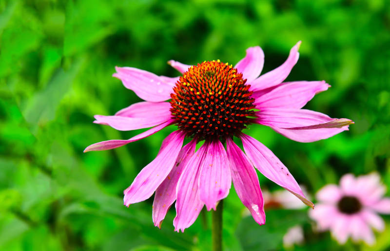 松果菊绽放图片