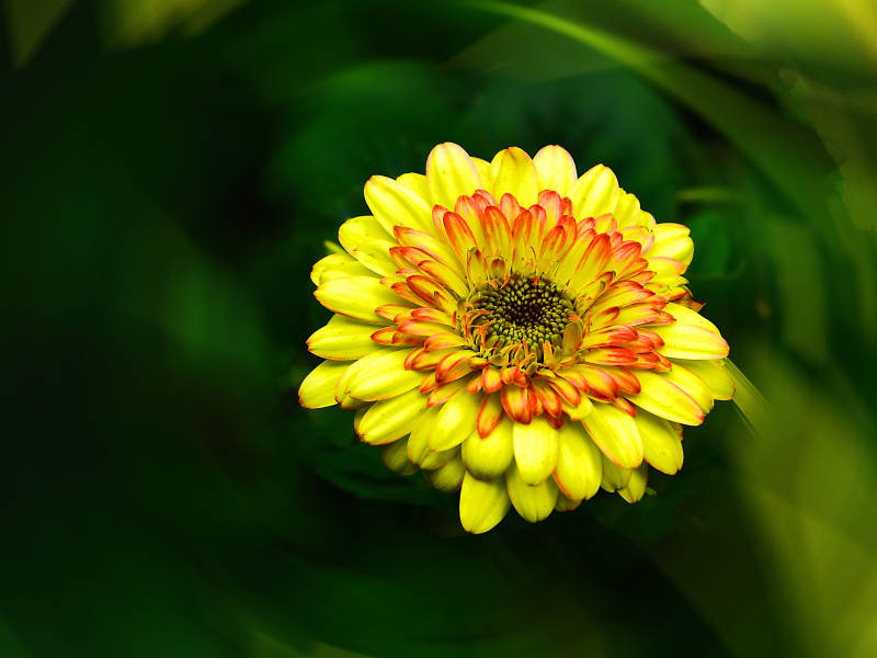 阳光下盛开的黄色花瓣红色花蕊的菊花图片