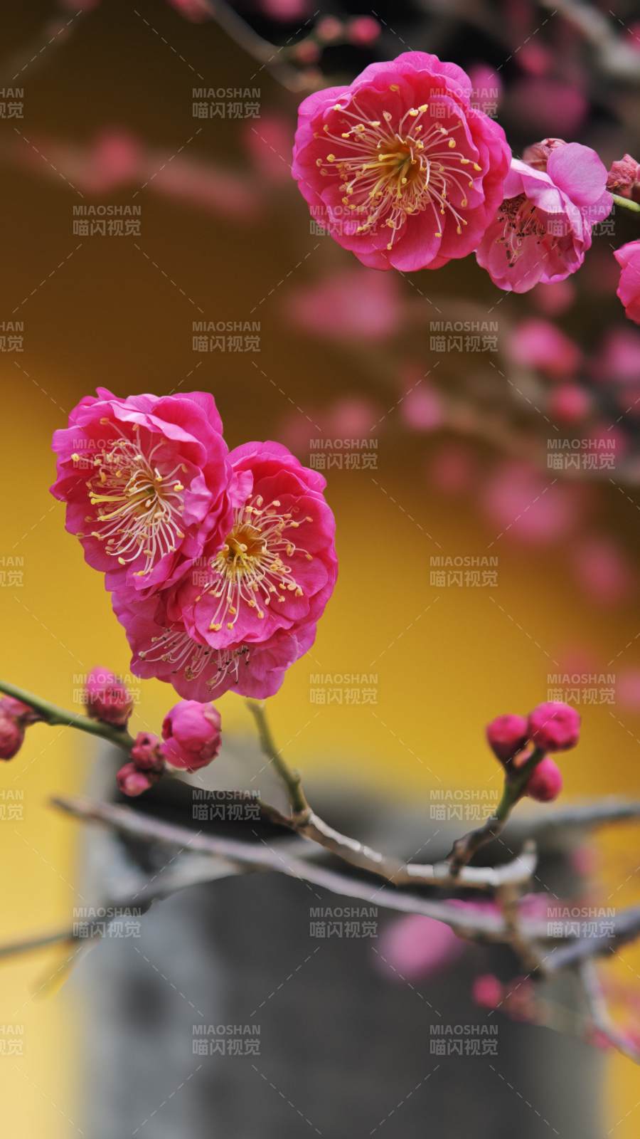 梅花绽放枝头图片