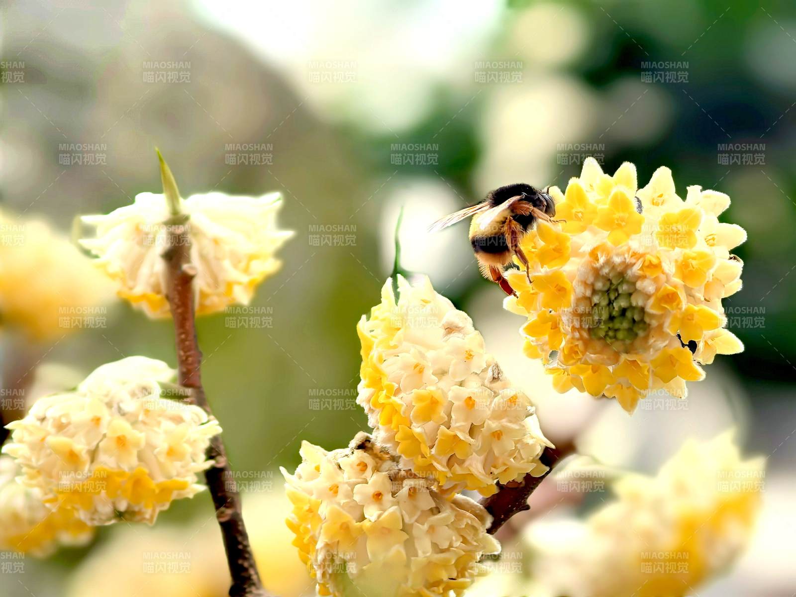 蜜蜂采蜜结香花丛中图片
