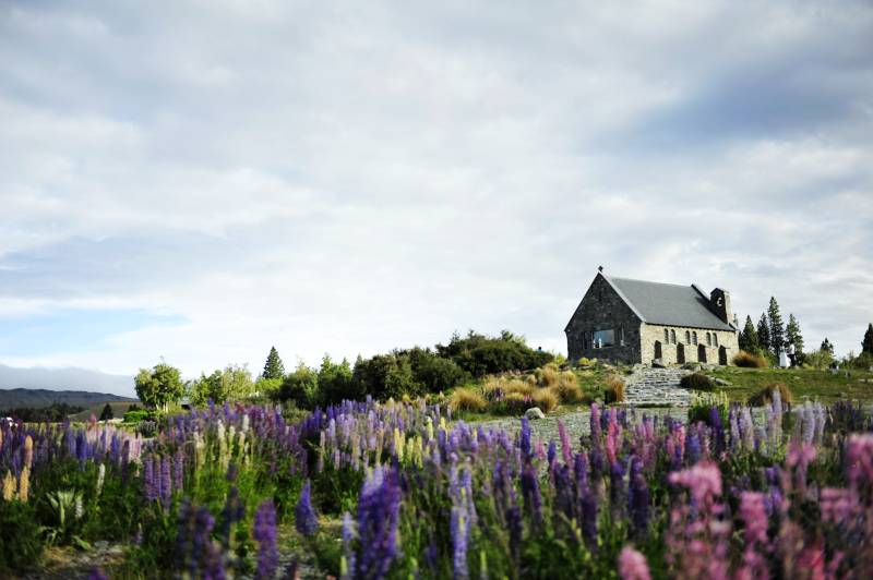 新西兰花海中的小教堂图片