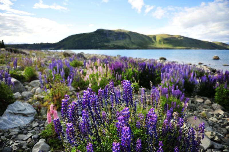 新西兰湖畔紫花盛开图片
