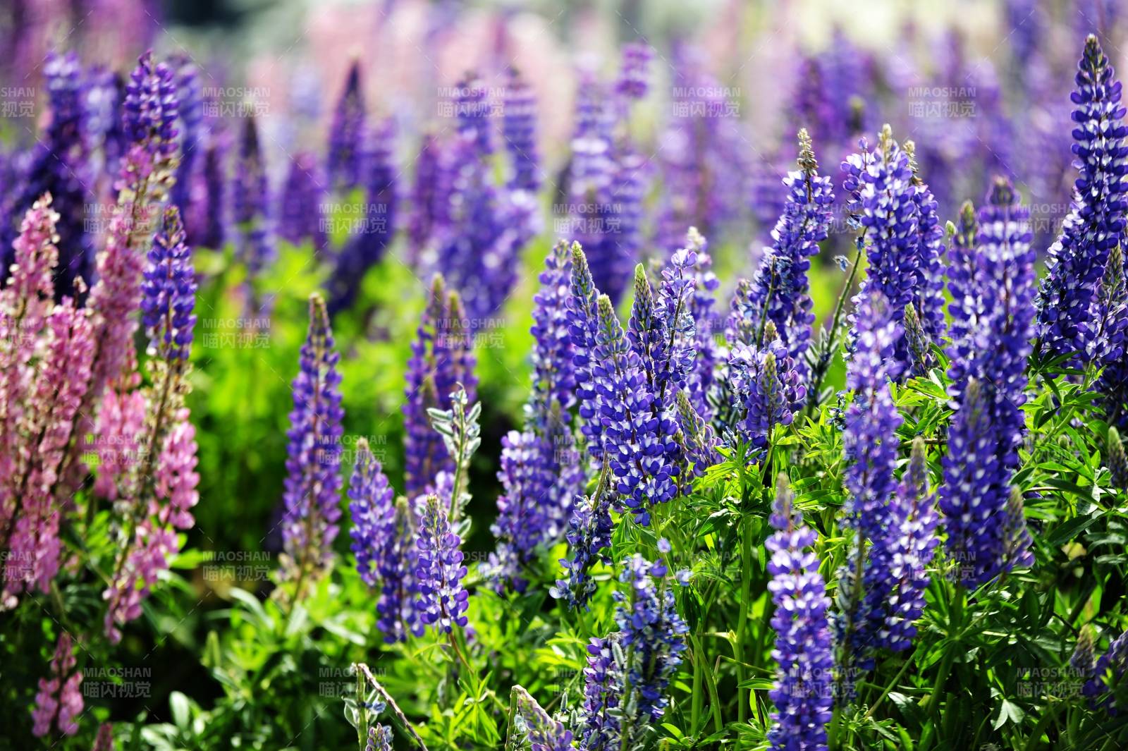 新西兰紫花盛开的田野图片