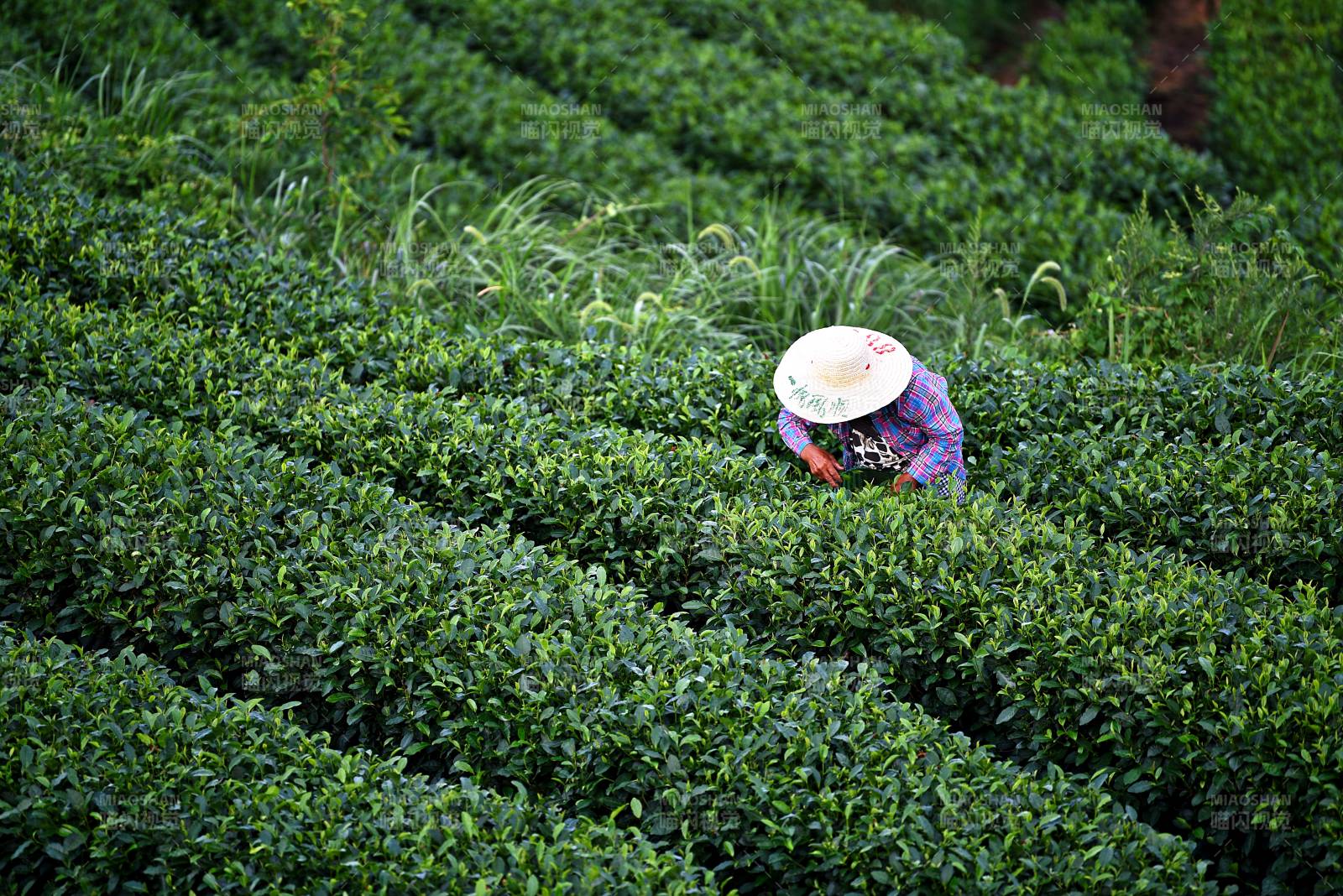 茶园采茶人图片