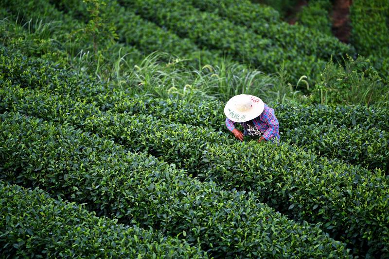 茶园采茶人图片