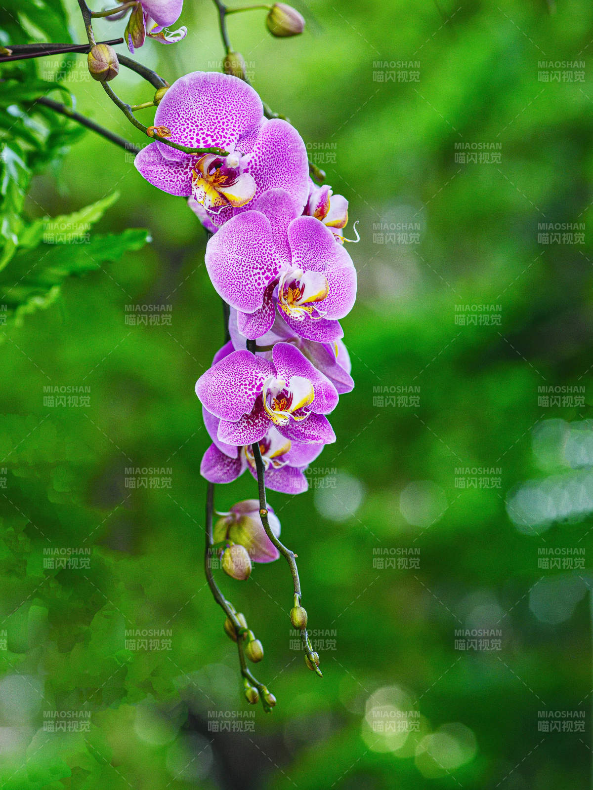 盛开的紫色兰花特写图片