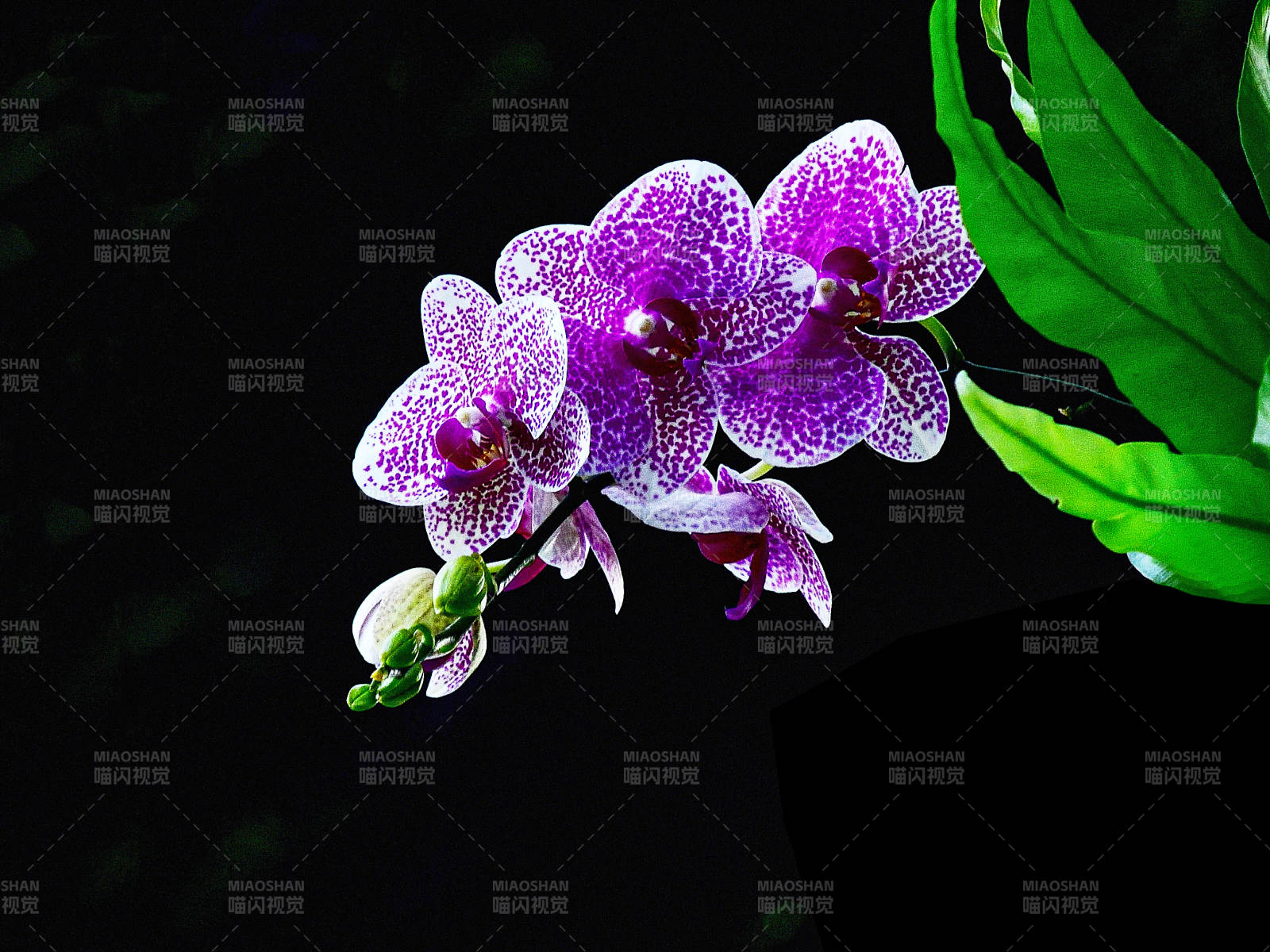 盛开的紫色兰花特写图片