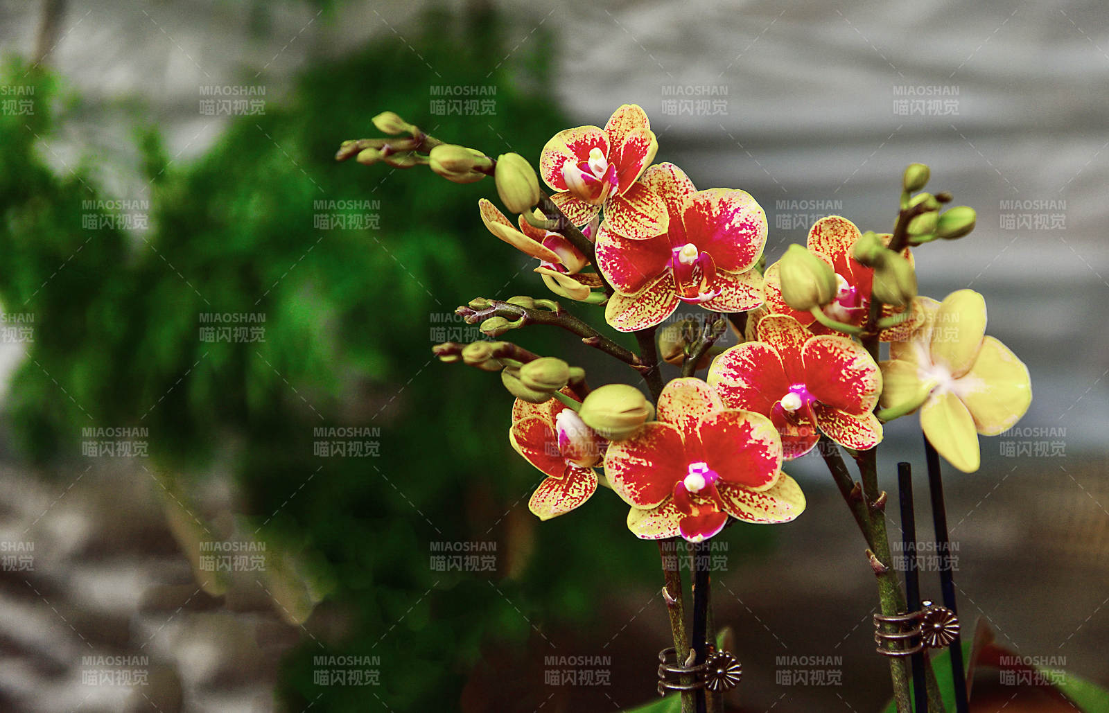 红黄相间的兰花绽放图片