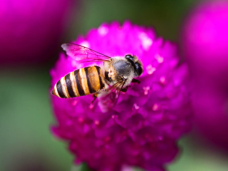 紫红色花球上的蜜蜂采蜜图片