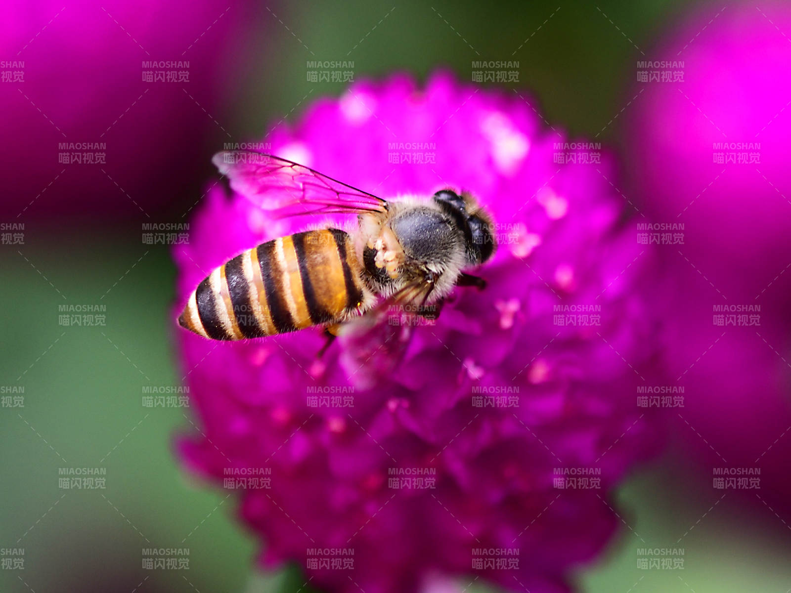 紫红色花球上的蜜蜂采蜜图片