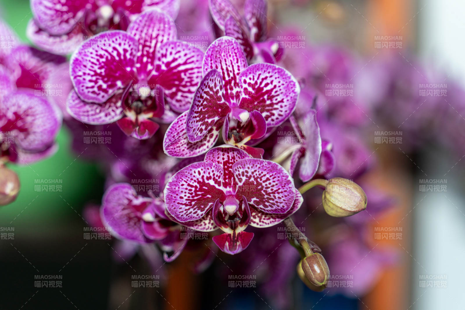 紫斑兰花绽放图片