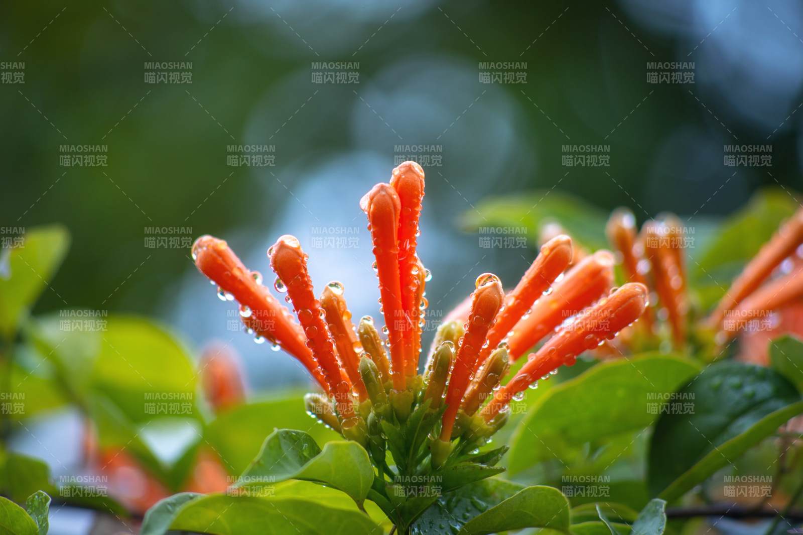 橙色花簇绽放~图片