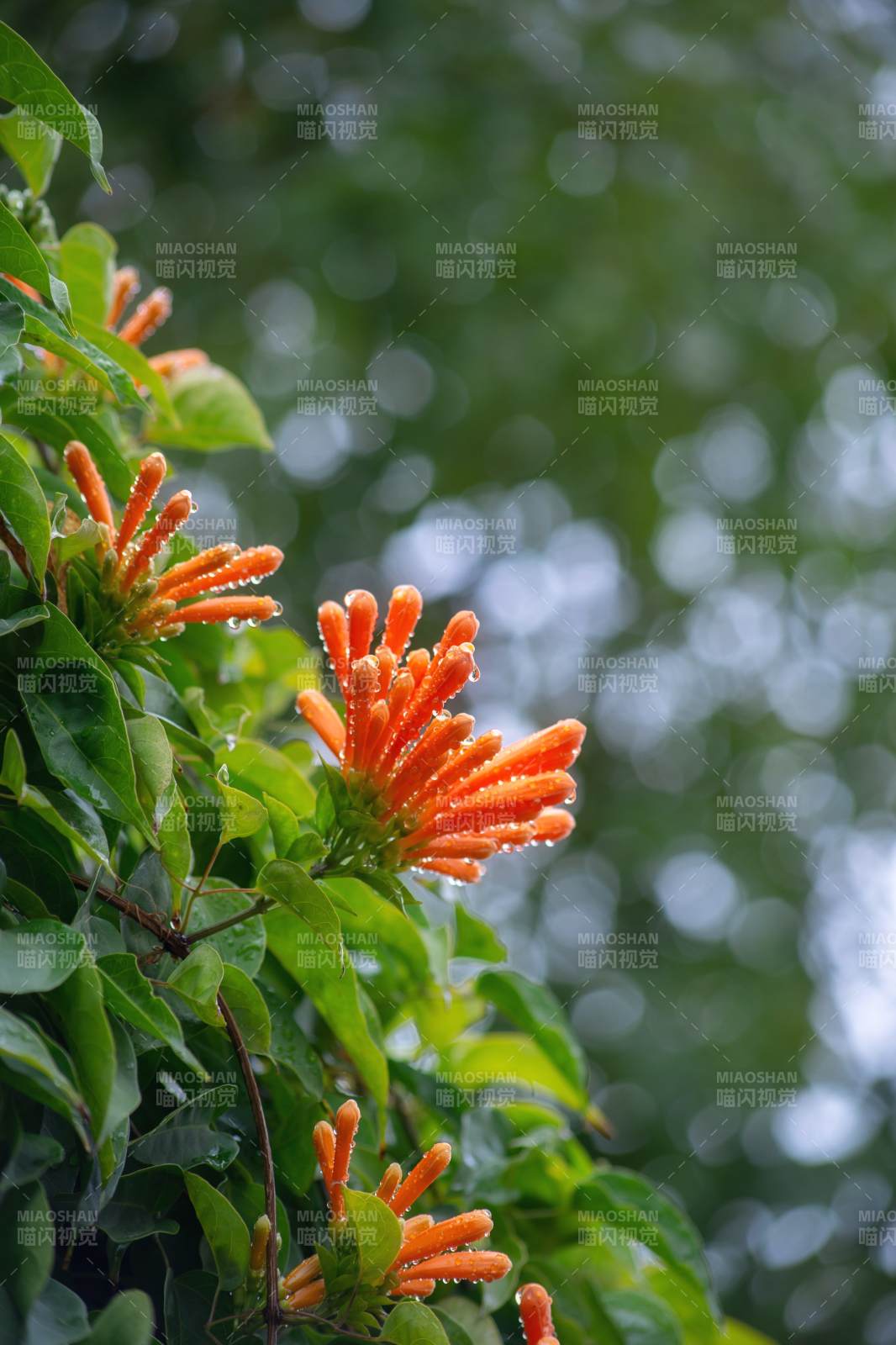 橙花绽放绿叶间~图片