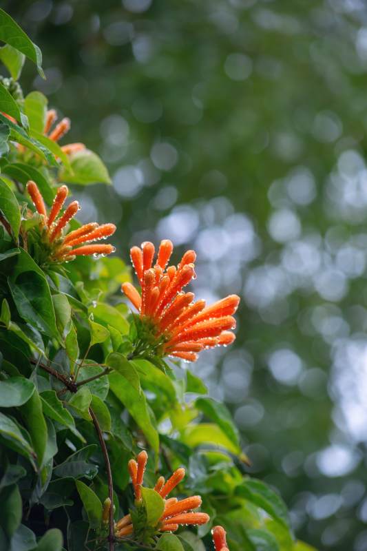 橙花绽放绿叶间~图片