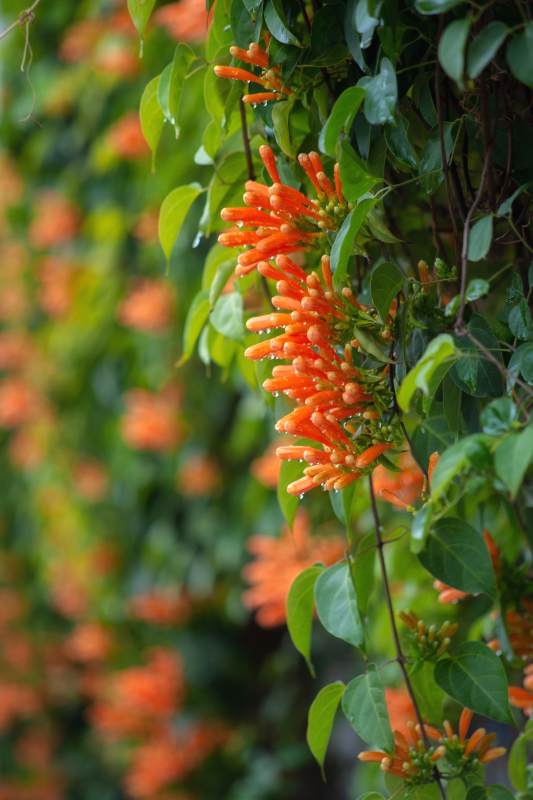 橙花绿叶相映成趣~图片