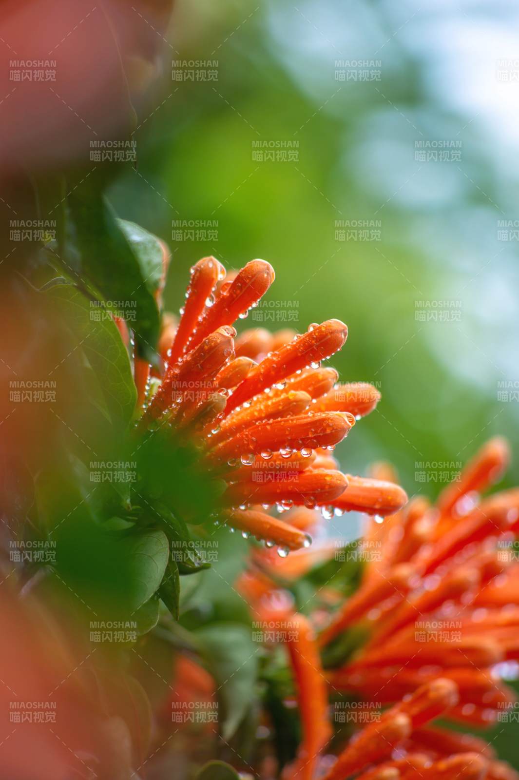 橙色花簇滴露珠~图片