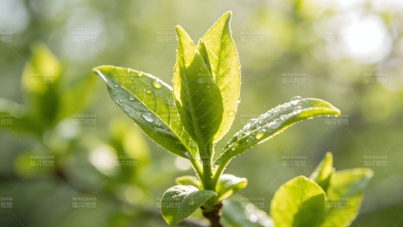 露珠点缀新叶绿图片