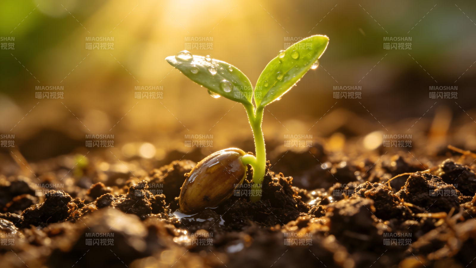 新芽破土而出图片