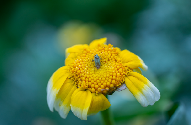 小虫栖花蕊图片