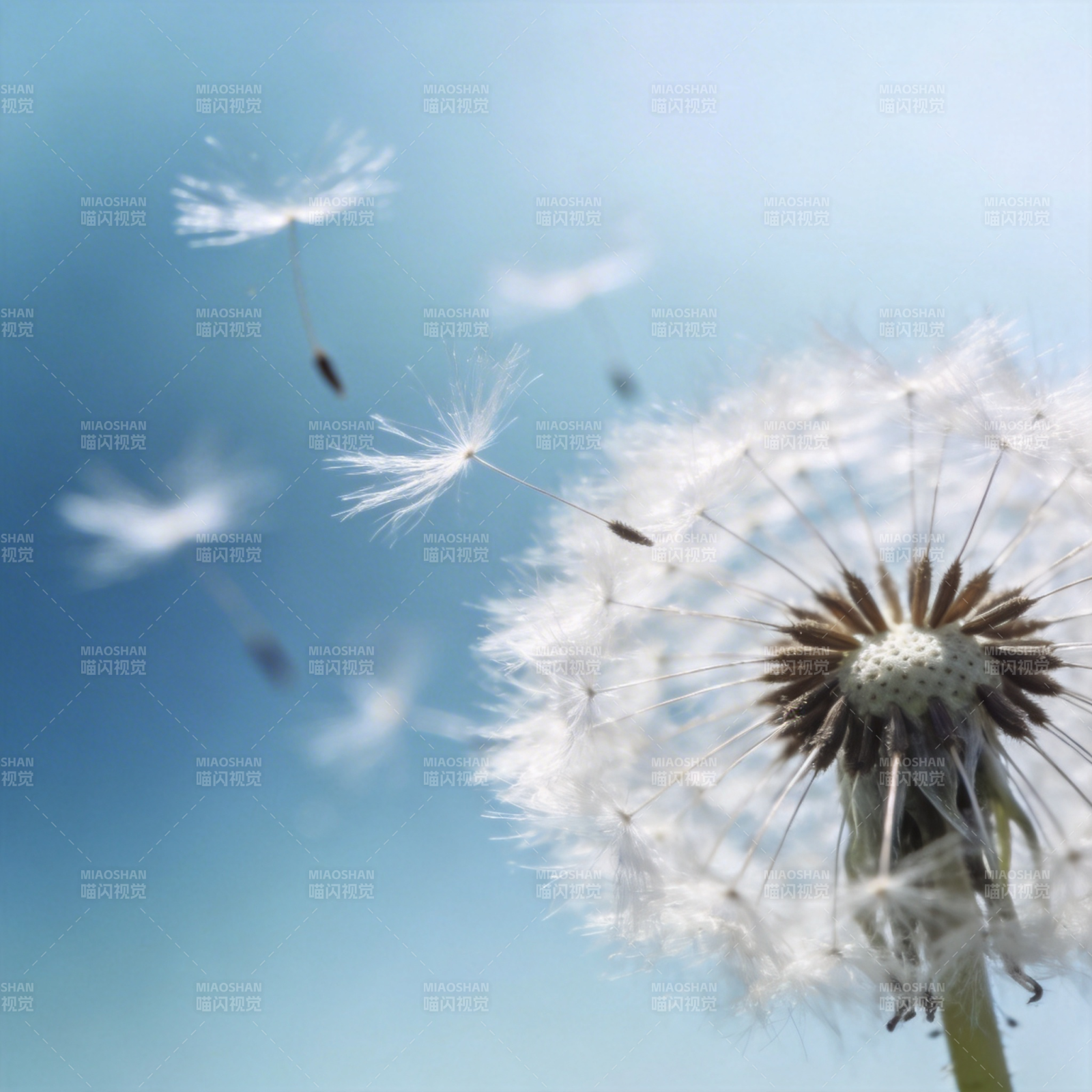 蒲公英飘飞图片