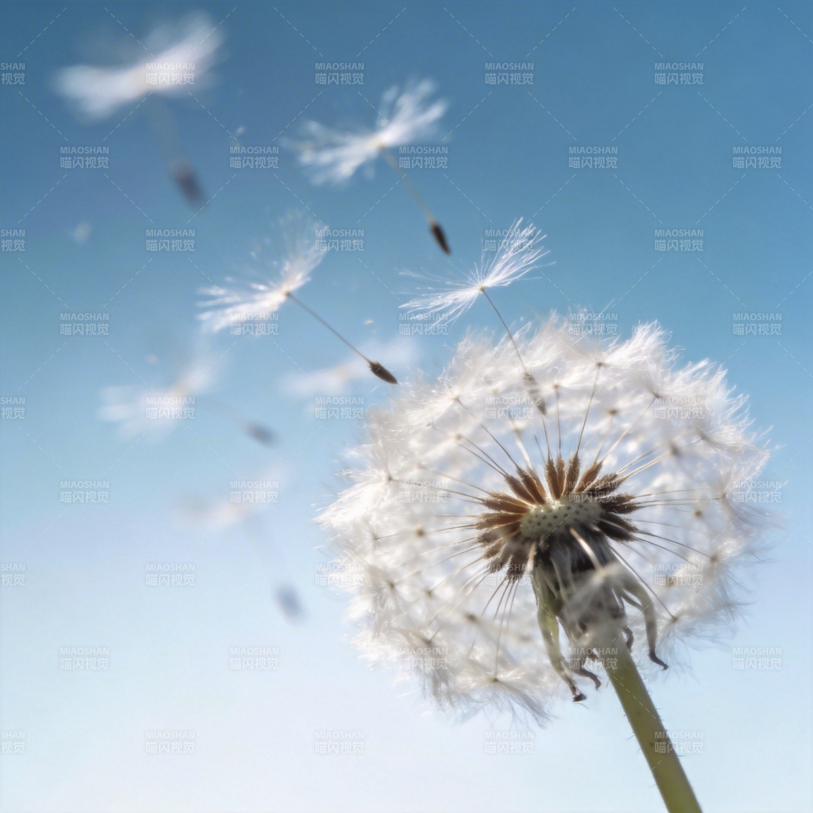 蒲公英随风飘散图片