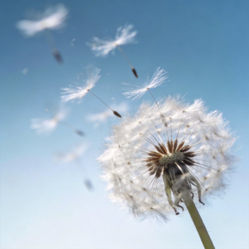蒲公英随风飘散图片