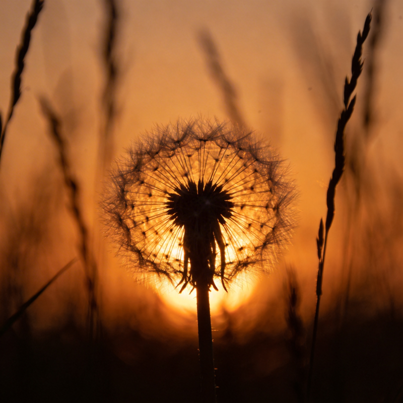 夕阳下的蒲公英图片