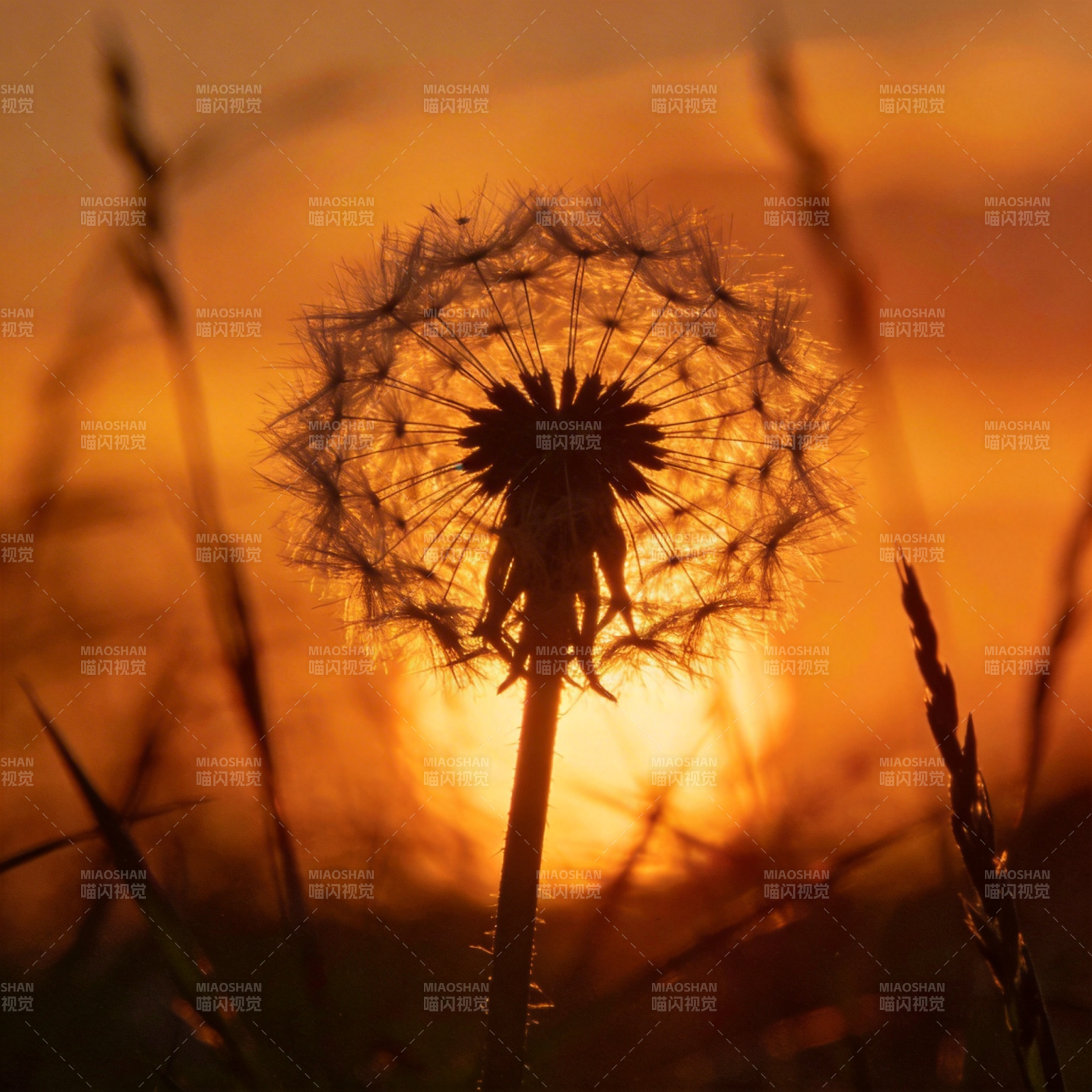 夕阳下的蒲公英图片
