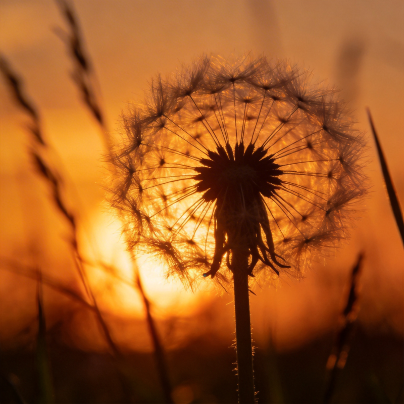 夕阳下的蒲公英图片