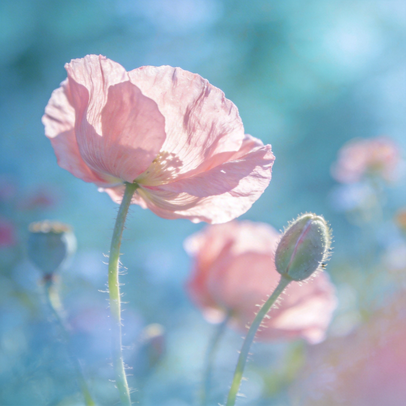 粉红罂粟花绽放图片