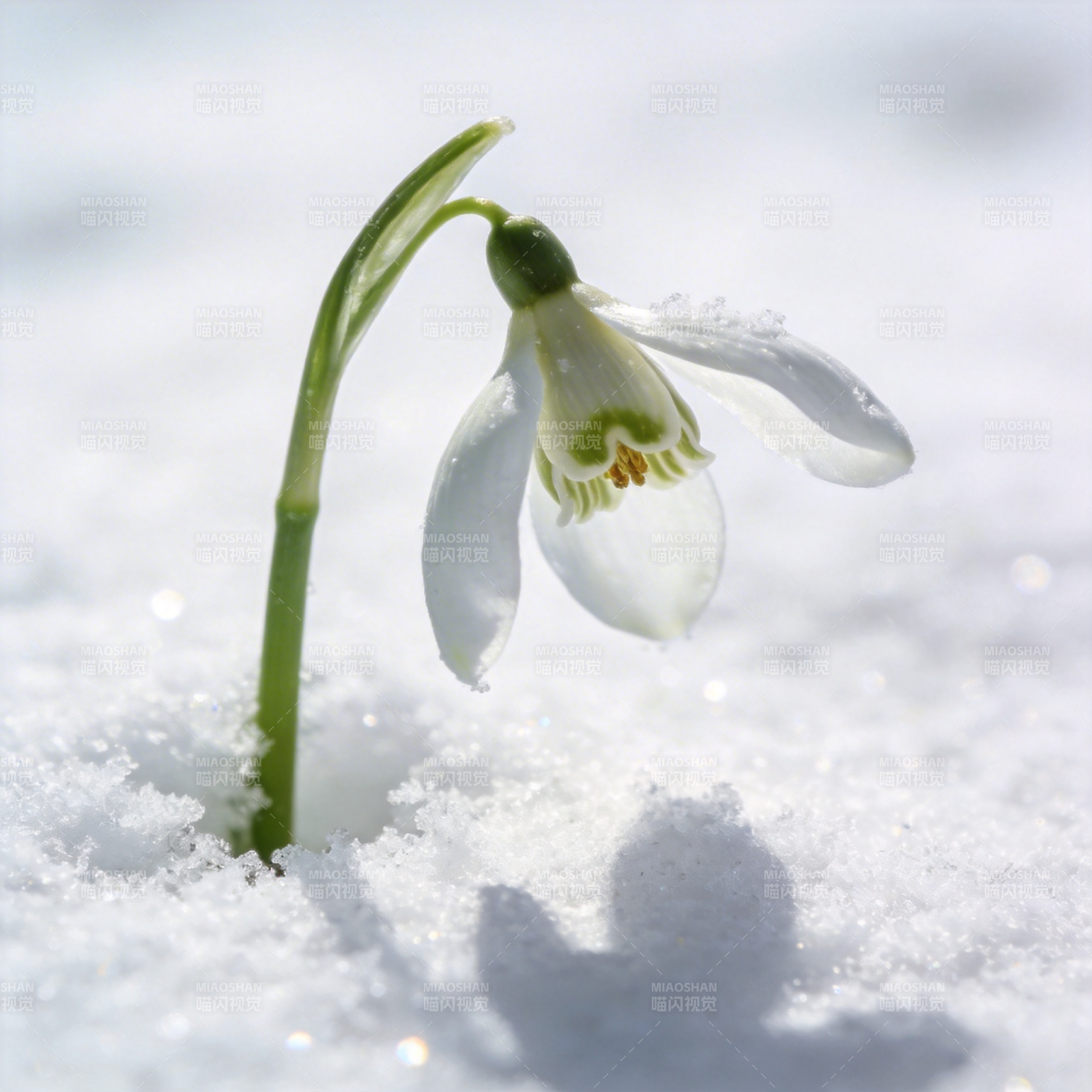 雪中绽放的雪花莲图片