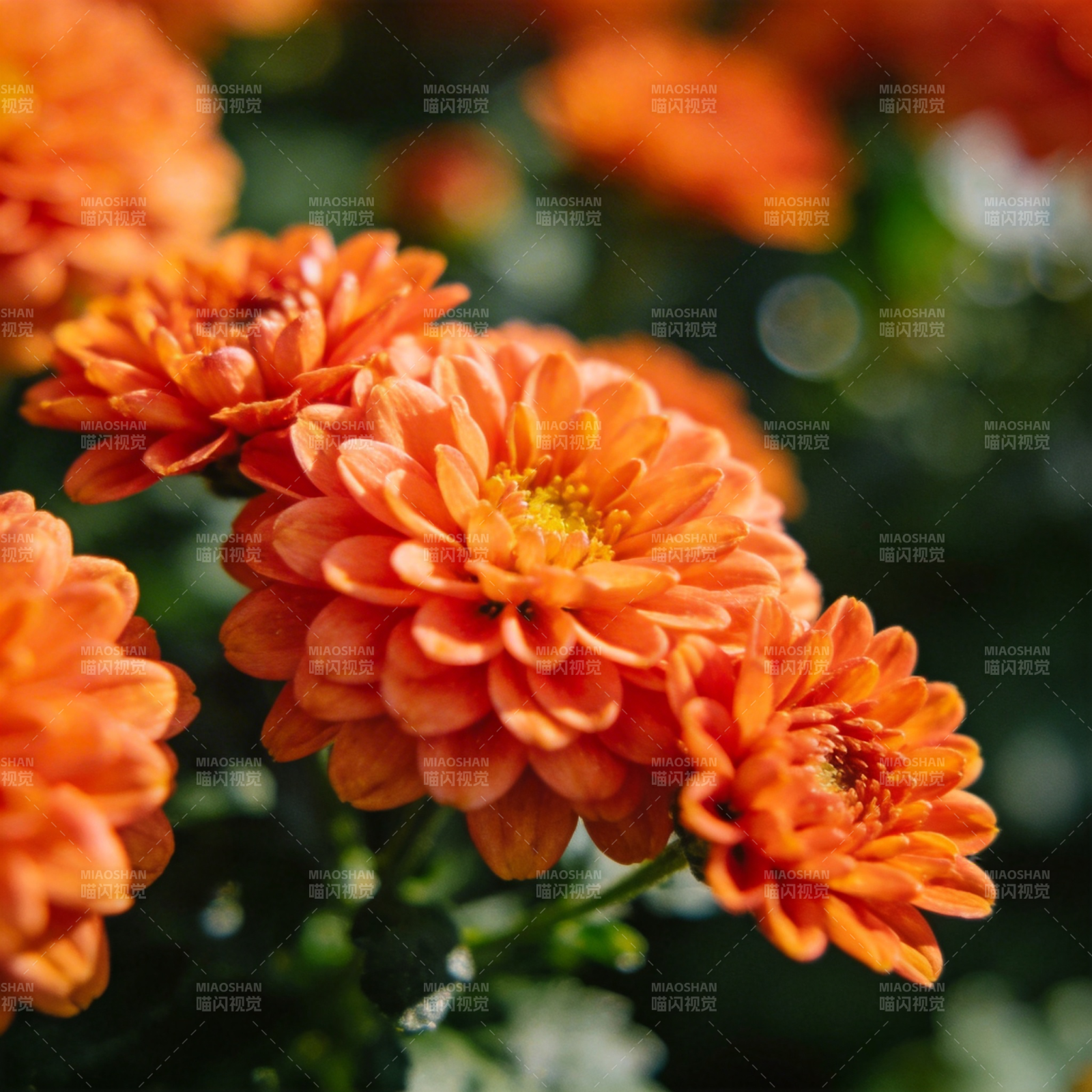 橙色菊花绽放图片