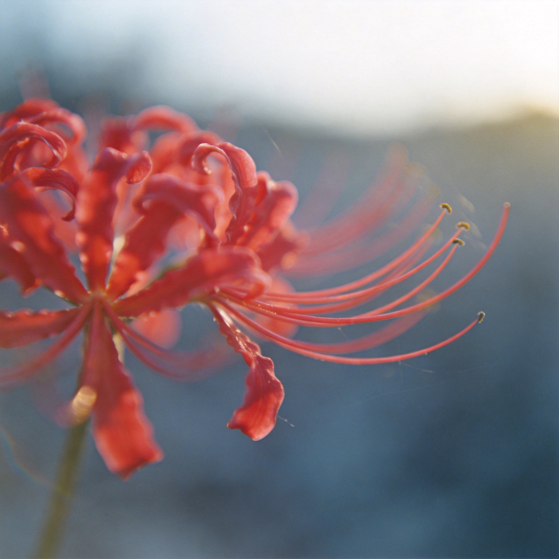 彼岸花绽放图片