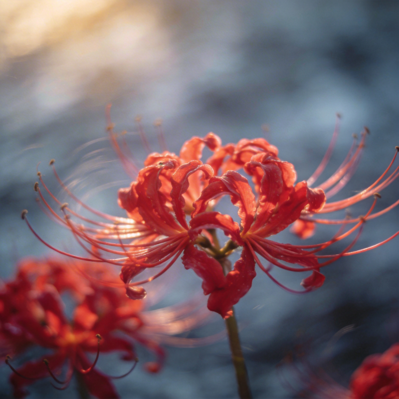 彼岸花绽放图片